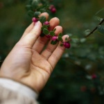 So tragen deine Beerensträucher doppelt so viel: Der einfache Schnitt-Guide für üppige Ernten