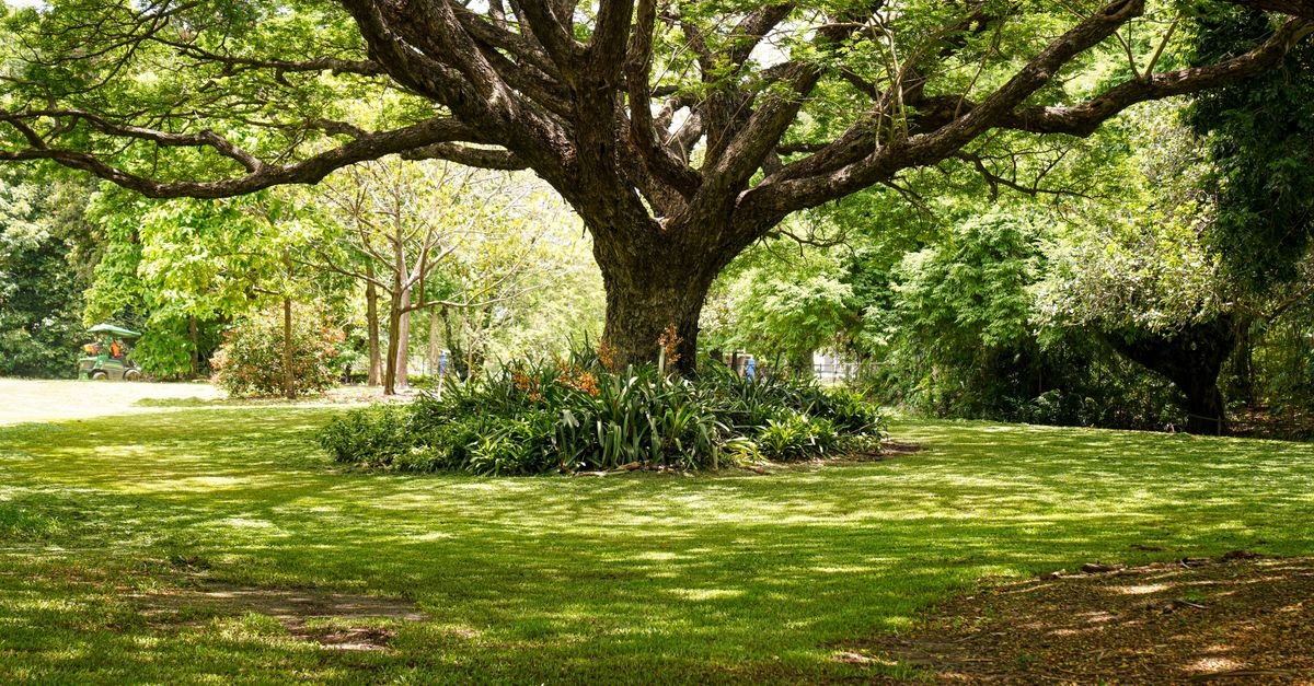 Kleiner Garten, große Wirkung: Die besten Schattenbäume für kühle Wohlfühl-Oasen