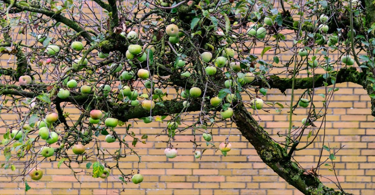Der perfekte Platz für deinen Obstbaum: So gelingt die Standortwahl im Garten