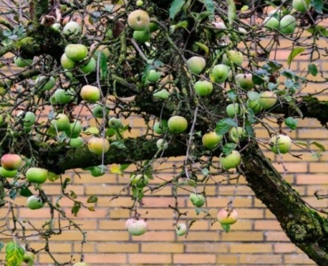 Der perfekte Platz für deinen Obstbaum: So gelingt die Standortwahl im Garten