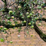 Der perfekte Platz für deinen Obstbaum: So gelingt die Standortwahl im Garten