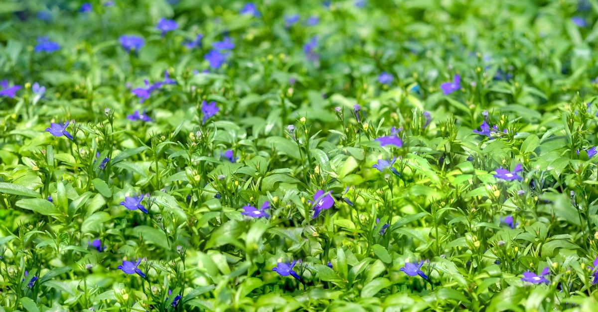 Unkraut ade: Die besten Bodendecker für ein pflegeleichtes Gartenparadies