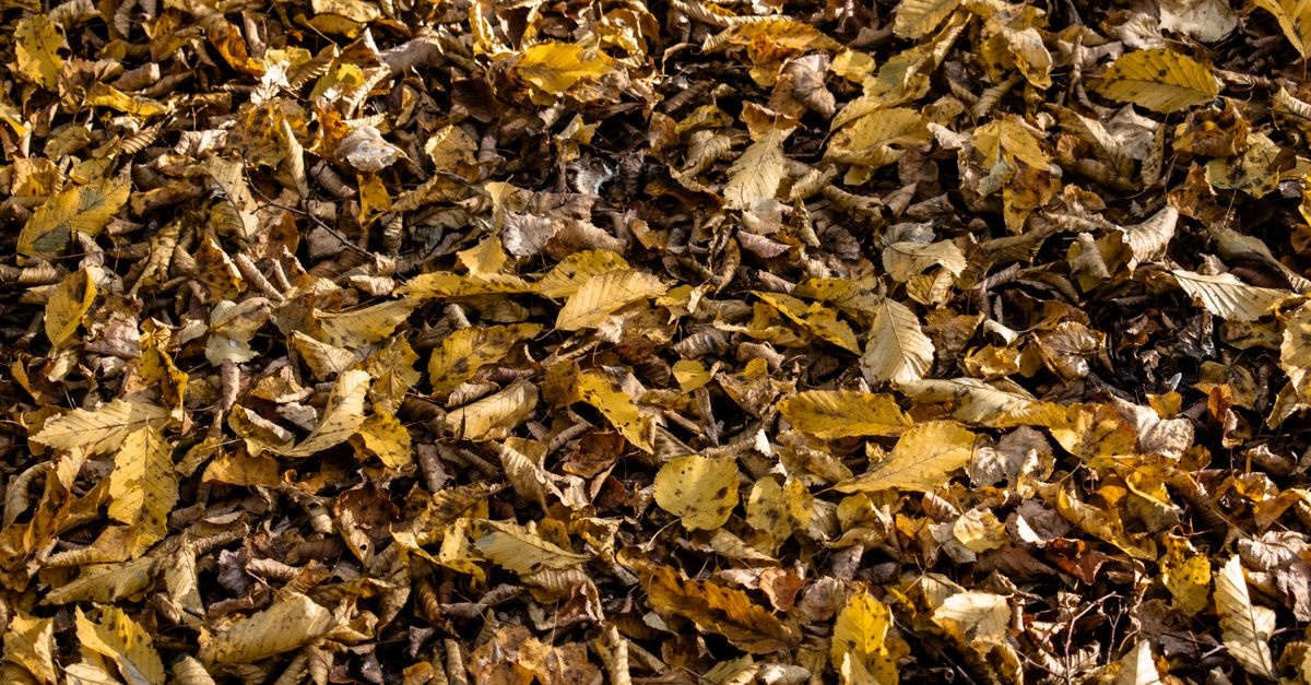 Herbstlaub clever verwerten: So gelingt der perfekte Kompost im Garten