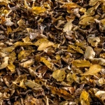 Herbstlaub clever verwerten: So gelingt der perfekte Kompost im Garten