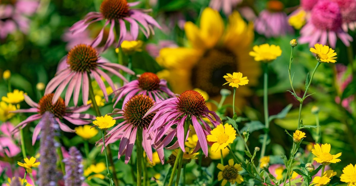 Mehr Blüten bis in den Herbst: So bringst du deine Stauden zur zweiten Blüte