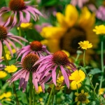 Mehr Blüten bis in den Herbst: So bringst du deine Stauden zur zweiten Blüte