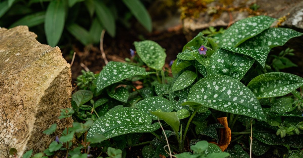 Grüne Oasen im Schatten: Die besten Bodendecker für dunkle Gartenbereiche