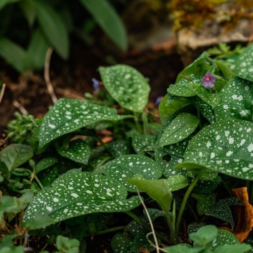 Grüne Oasen im Schatten: Die besten Bodendecker für dunkle Gartenbereiche