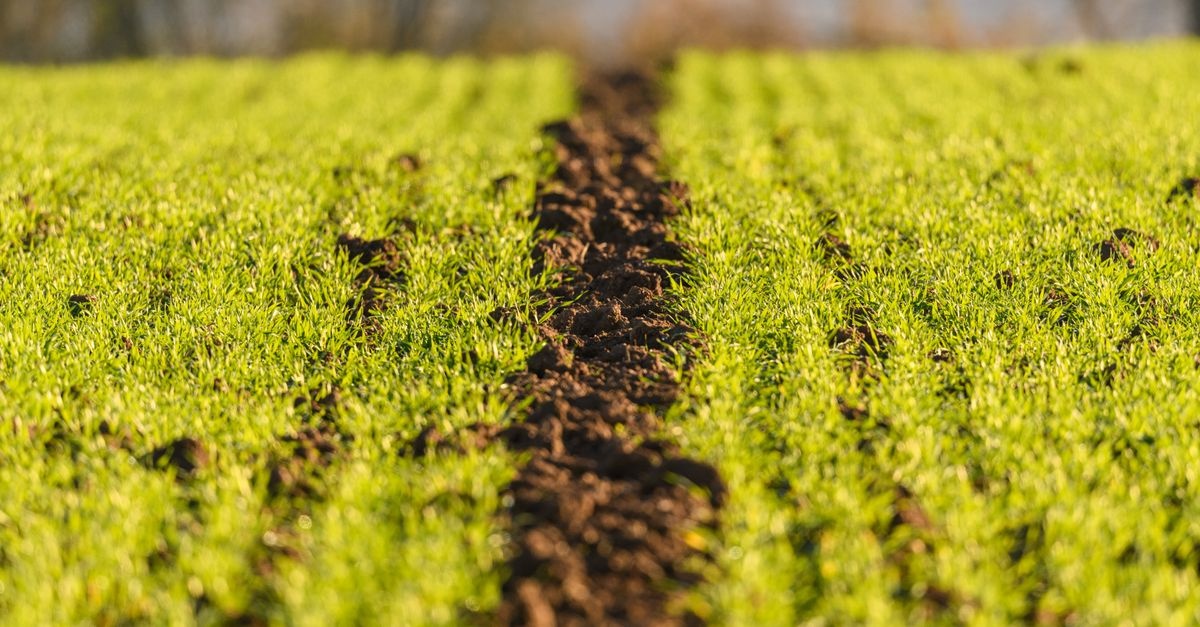Natürlich düngen mit Köpfchen: So nutzen Sie Naturdünger effektiv für gesunde Pflanzen
