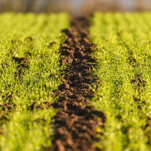 Natürlich düngen mit Köpfchen: So nutzen Sie Naturdünger effektiv für gesunde Pflanzen