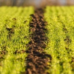 Natürlich düngen mit Köpfchen: So nutzen Sie Naturdünger effektiv für gesunde Pflanzen